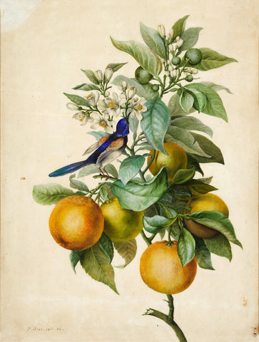 Pancrace Bessa (French, 1772-1846), A Branch of Orange Blossom, with a Bee-Eater