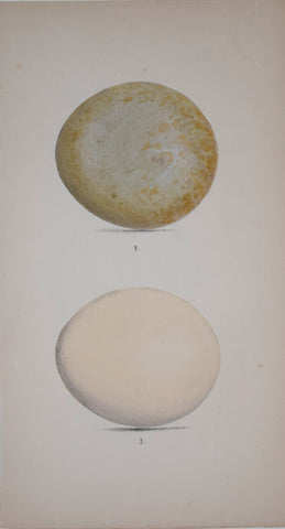 Henry Leonard Meyer (1797-1865), Golden and White Tailed Eagle Eggs