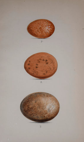 Henry Leonard Meyer (1797-1865), Hobby, Peregrine Falcon and Jer Falcon Eggs