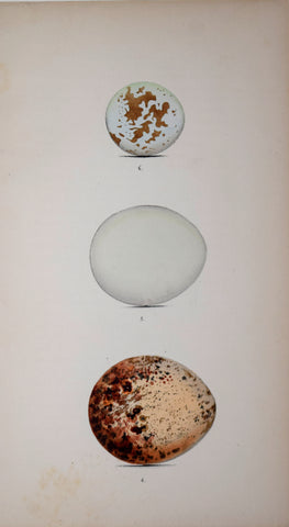 Henry Leonard Meyer (1797-1865), Sparrow-Hawk, Goshawk, and Osprey Eggs