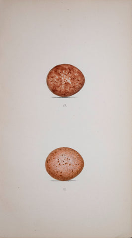 Henry Leonard Meyer (1797-1865), Kestril and Merlin Eggs