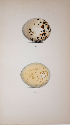 Henry Leonard Meyer (1797-1865) Kite and Buzzard Eggs