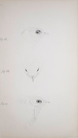 Henry Leonard Meyer (1797-1865) Common and Alpine Swift Heads