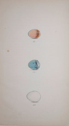 Henry Leonard Meyer (1797-1865), Red-backed Shrike, Wood Shrike and Dipper Eggs
