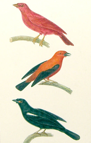 Emile Theophile Blanchard (French, 1795-1860), Bird Study