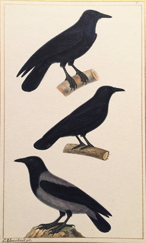 Emile Theophile Blanchard (French, 1795-1860), Raven, Carrion Crow, Hooded Crow