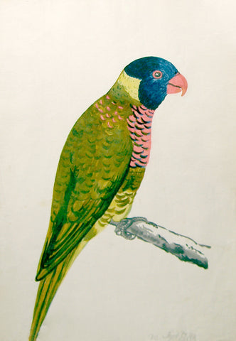 Jan Brandes (Dutch,1743-1808), Rainbow Lorikeet Trichoglossus Haematodus