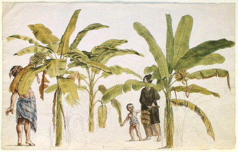 Jan Brandes (Dutch, 1743-1808), Slaves with Banana Trees, Java