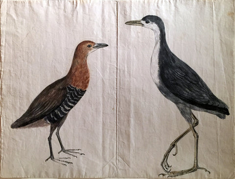 Jan Brandes (Dutch,1743-1808), [Two Birds]