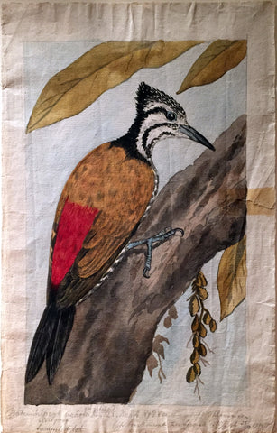 Jan Brandes (Dutch,1743-1808), Woodpecker