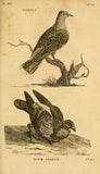 Peter Paillou (British, c.1720-1790), The Rock Pigeon (Columba Livia)