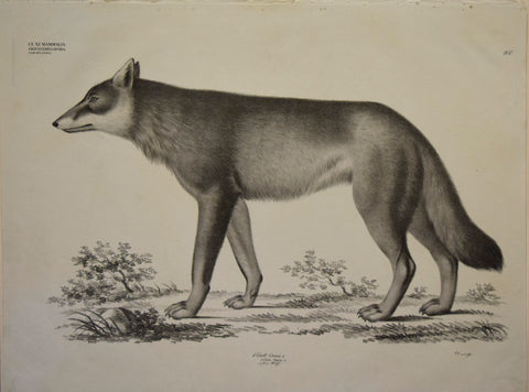 Georg August Goldfuss (1782-1848)  4 Gatt, Canis, L, Plate 200 [? Wolf]