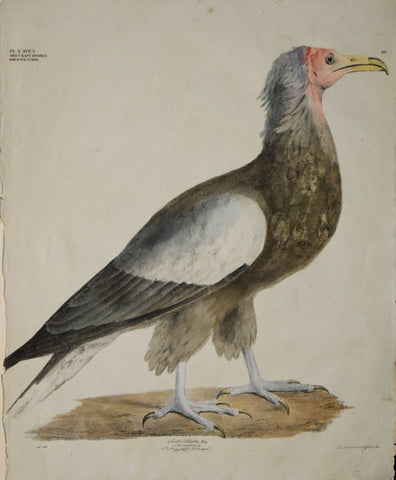 Georg August Goldfuss (1782-1848)  1. Gatt. Cathartes, jaig, Plate 13, [Vulture]