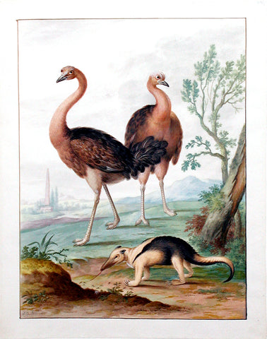 Johannes Bronckhorst (Dutch, 1648-1727), Two Ostriches and an Anteater in a Landscape