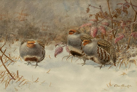 Allan Brooks  (American, 1869-1945), Partridges in Snow