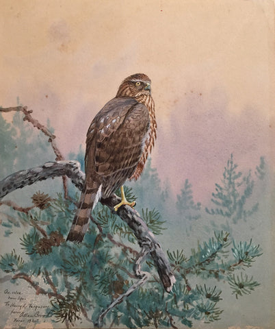 Allan Brooks  (American, 1869-1945), Perched Hawk on a Pine Tree