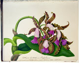 Priscilla Susan Bury (British, 1799–1872), Fine Original Album of Botanical Watercolors