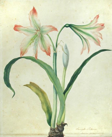 Priscilla Susan Falkner Bury (British, 1799–1872), Amaryllis Psitticina. Liverpool: Botanic Garden.