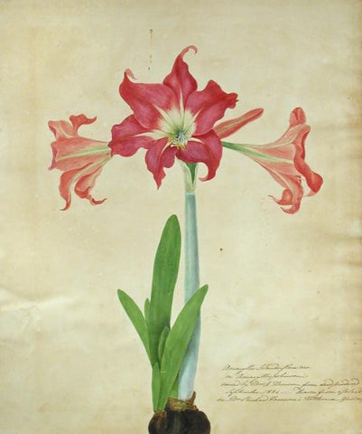 Priscilla Susan Falkner Bury (British, 1799–1872), Amaryllis Solandriflora: or Amaryllis Johnsoni...