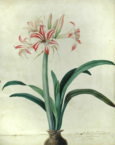 Priscilla Susan Falkner Bury (British, 1799–1872), Amaryllis Superba. Brazil (imported bulb) at Mrs. Arnold Harrison’s 21st April, 1828.