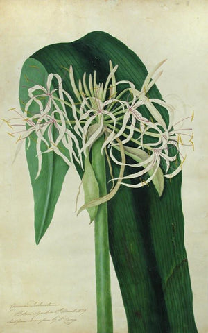 Priscilla Susan Falkner Bury (British, 1799–1872), Crinum Declinaturm. Botanic Gardens 27th March 1829