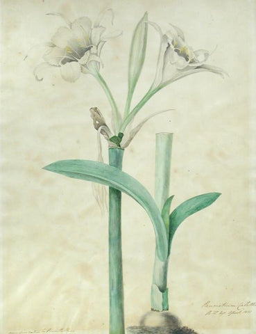 Priscilla Susan Falkner Bury (British, 1799–1872), Pancratium Calathinum. R.H. Esq. April 1831.
