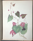Priscilla Susan Falkner Bury (British, 1799–1872), Fine Original Album of Botanical Watercolors [1836-1840]