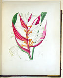 Priscilla Susan Bury (British, 1799–1872), Fine Original Album of Botanical Watercolors