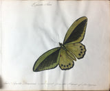 BUTTERFLIES. AN EXQUISITE ALBUM OF ORIGINAL WATERCOLOR DRAWINGS OF BUTTERFLIES AND MOTHS ON VELLUM - PAPILIA GENUS. English school, [ca 1805].