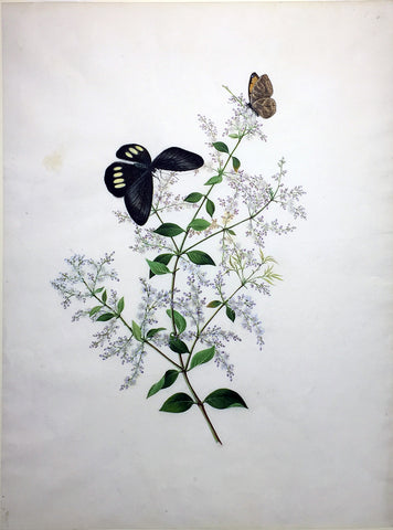 CANTONESE SCHOOL (19TH-CENTURY) [Two Butterflies on a Flowering Branch]