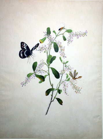 CANTONESE SCHOOL (19TH-CENTURY) [Butterfly and Insect with Purple Flowering Branch]