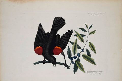 Mark Catesby (1683-1749), T13-The Red Wing'd Starling