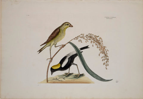 Mark Catesby (1683-1749), T14-The Rice Bird