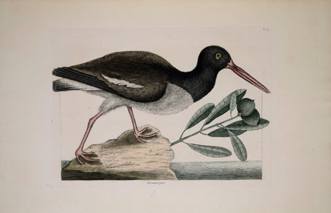 Mark Catesby (1683-1749), T85-The Oyster Catcher