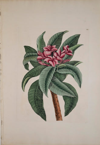 Mark Catesby (1683-1749), T92-Plumeria Flore Roseo