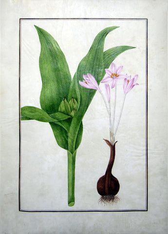 Baldassare Cattrani (Italian, FL. 1776-1810), 23. (Untitled) Colchicum Autumnale, Meadow Saffron