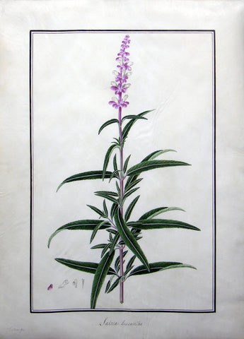 Baldassare Cattrani (Italian, FL. 1776-1810), 31. “Salvia Leucantha” (Velvet Sage)