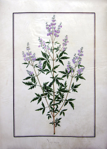Baldassare Cattrani (Italian, FL. 1776-1810), 32. “Vilex incisa” (or Negundo or Incisa or Heterophilla, Chaste tree)