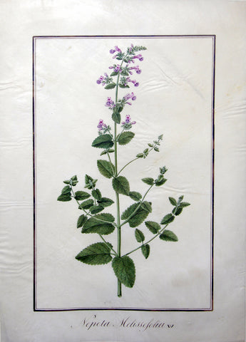 Baldassare Cattrani (Italian, FL. 1776-1810), 45. “Nepeta Melissifolia” (Catnip)