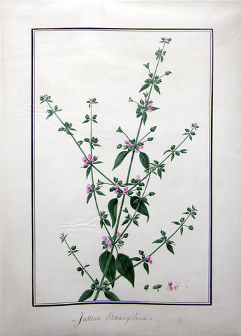 Baldassare Cattrani (Italian, FL. 1776-1810), 57. “Justicia Sexangularis” (Dicliptera sexangularis)