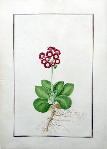Baldassare Cattrani (Italian, FL. 1776-1810), 65. (Untitled) (Primula, Auricula, Primrose)