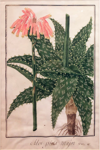 Baldassare Cattrani (Italian, FL. 1776-1810), “Aloe Picta major var w” (Aloe Maculata. Soap Aloe or Zebra Aloe)
