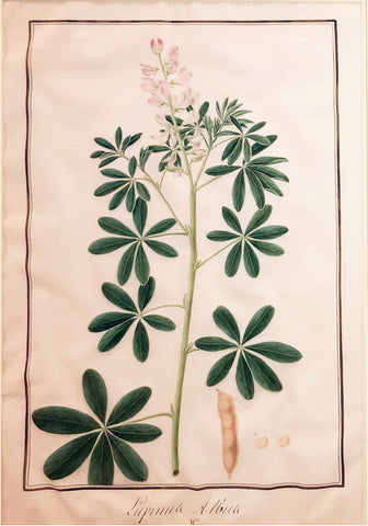 Baldassare Cattrani (Italian, FL. 1776-1810), “Lupinule albua”