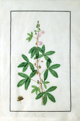 Baldassare Cattrani (Italian, FL. 1776-1810), “Mimosa Pudica” (Common Sensitive Plant)