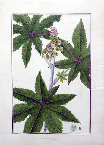 Baldassare Cattrani (Italian, FL. 1776-1810), “Ricinus communis” (Castor bean plant)