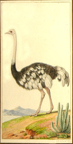 Antoine Chazal (French, 1793-1854), Ostrich