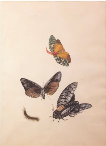 Chinese School (19th century) [Two Butterflies, a Fly, and a Centipede]