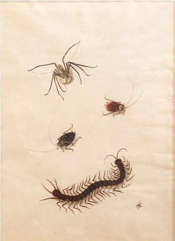Chinese School (19th century) [Spider, Two Beetles, Centipede, and Bee]