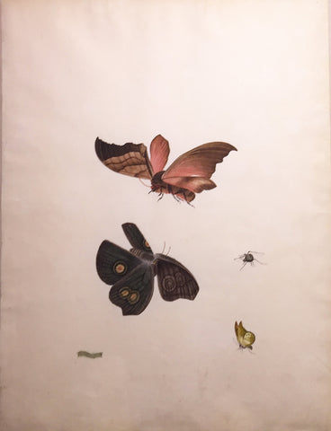 Chinese School (19th century) [A Caterpillar, Three Butterflies, and a Spider]