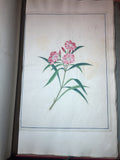 CHINESE SCHOOL (18TH-CENTURY), A Fine Album of Botanical Watercolors 18th-century